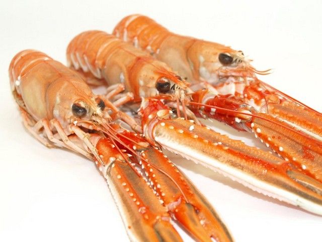 CIGALA 1 (11/15) 4 x 1.5