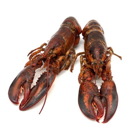 BOGAVANTE 350/400 x 5.5 KG