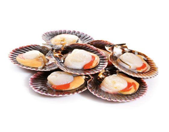 VIEIRA 20/30 10x1 PERU GARUM