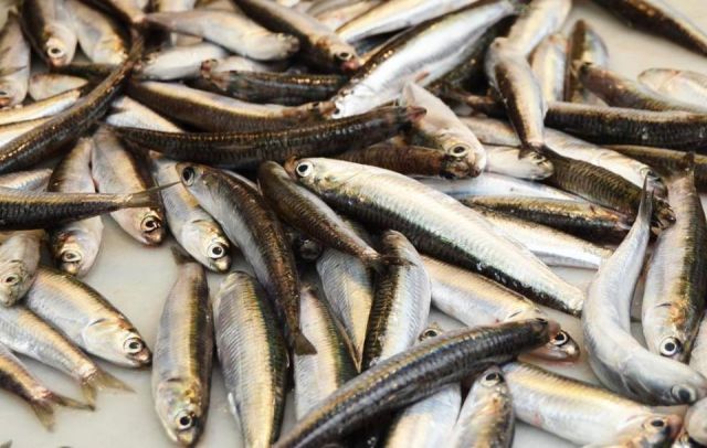 BOQUERON  40/45  x 5KG