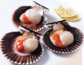 VIEIRA 10/20  10x1 PERU GARUM